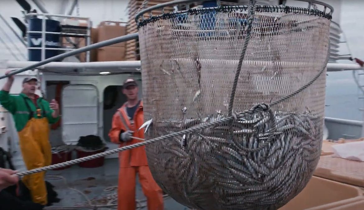 Plivaricama povećana mjesečna kvota za ulov svih vrsta!