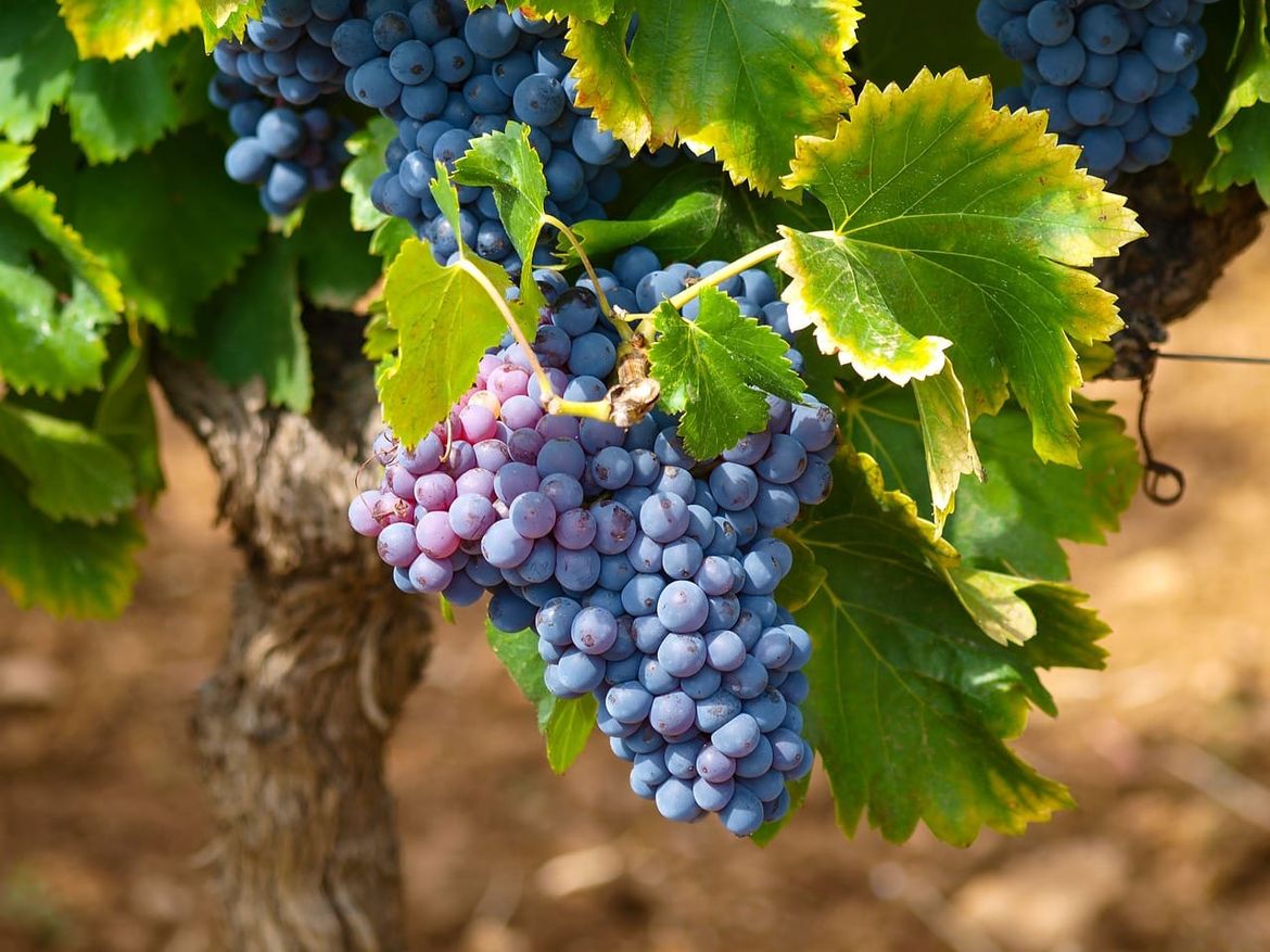 Dobre vijesti s Korčule - Ove godine vino će biti izvrsno!