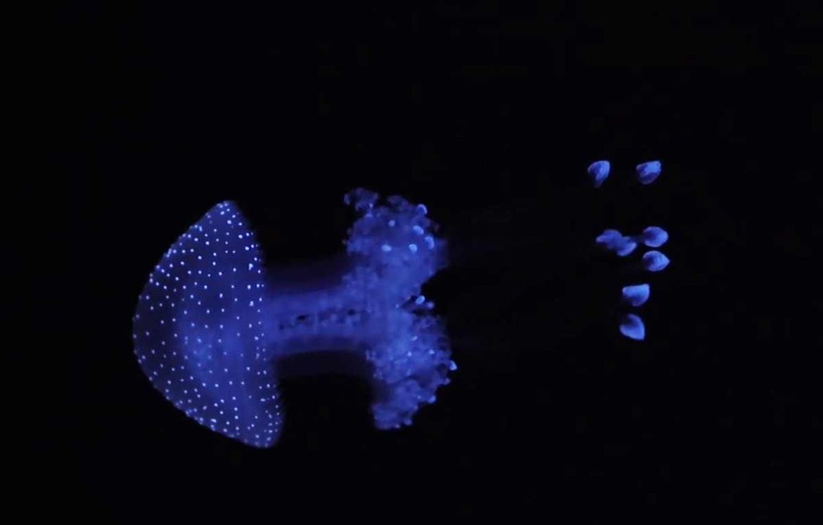 Aquarium Pula dobio neobičnu pjegavu meduzu!