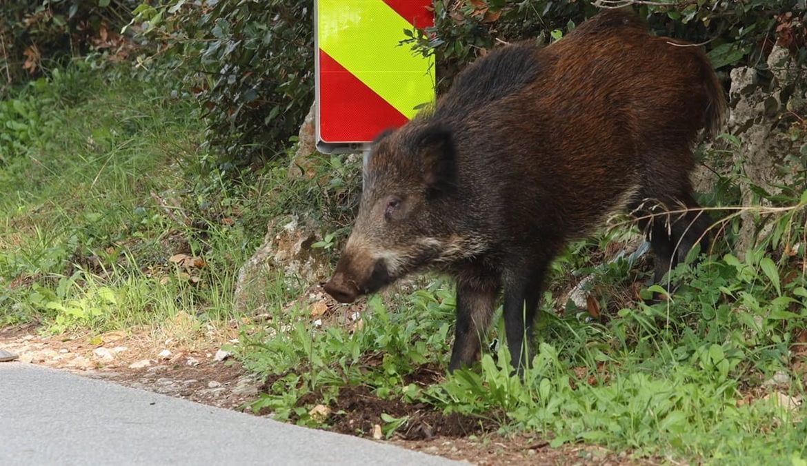 NE BOJE SE NIKOGA Divlje svinje usred dana po cesti - Policija: "Samo jučer su zabilježena tri naleta na divljač!"