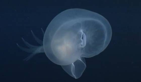 Pored obale Kalifornije, duboko u "ponoćnoj zoni" Pacifika živi novootkrivena vrsta svjetlećeg morskog puža!