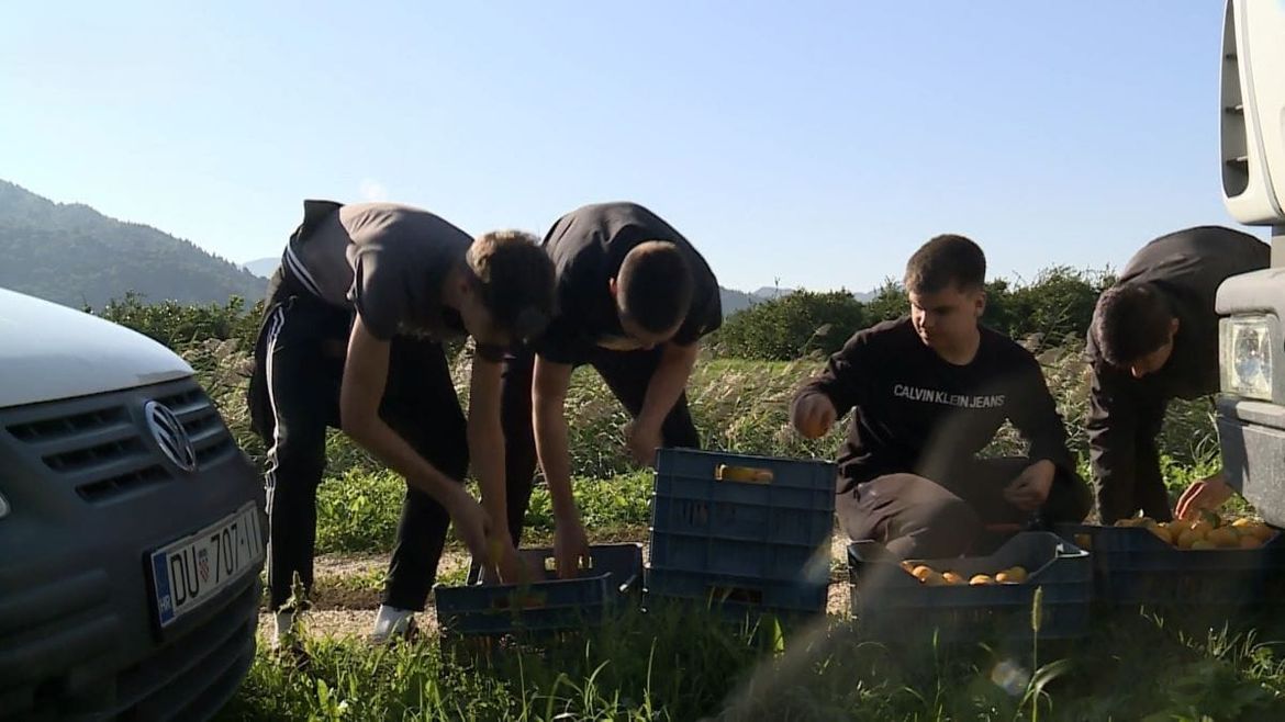 Srednjoškolci iz Opuzena beru mandarine pa pripremaju "Neretvu u malom"