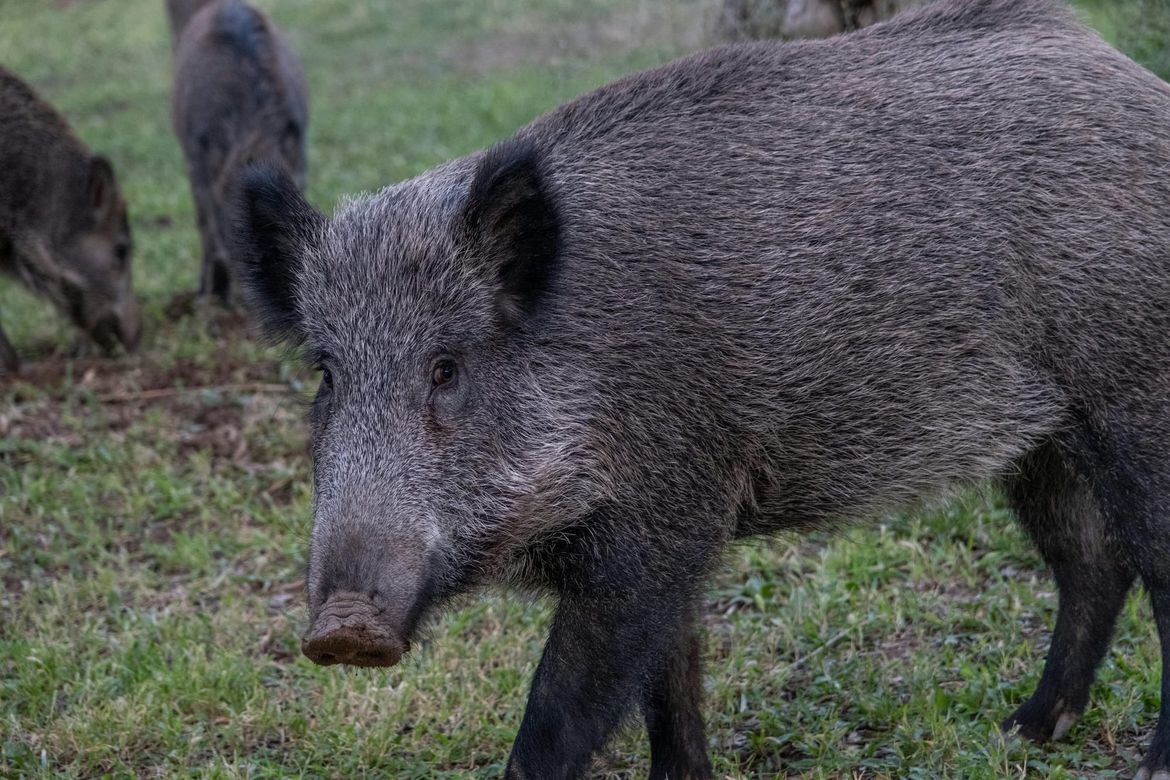 Zadranin se sudario s krdom divljih svinja, ozlijeđen je!