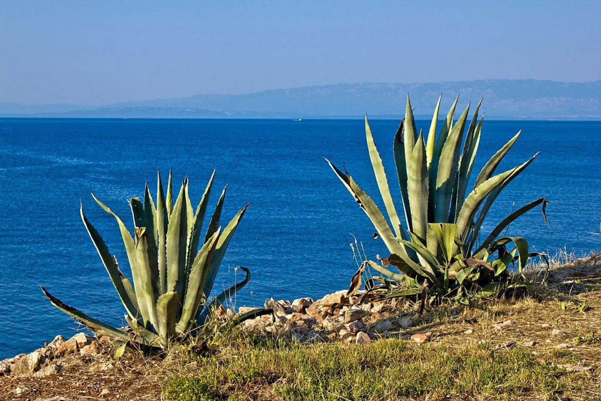 Štetni kukac iz Meksika koji je poharao agave na Mediteranu, stigao na dalmatinske otoke i u Split!