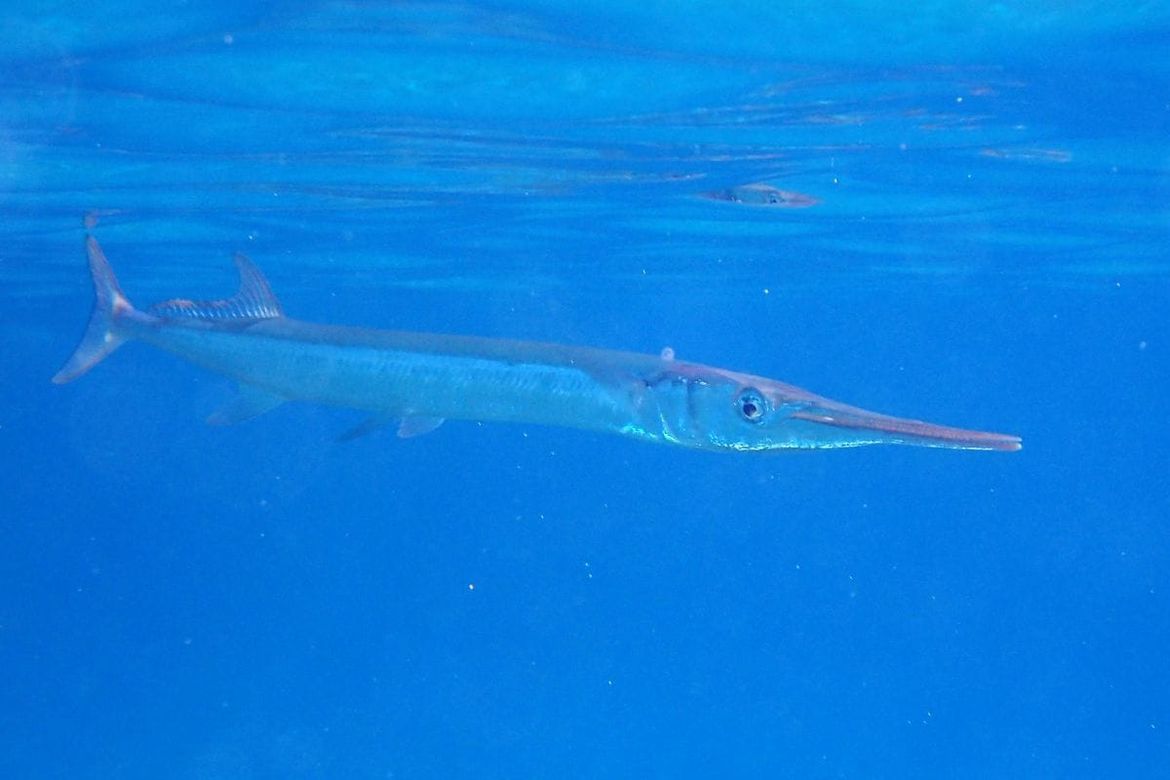 Velike ribe obožavaju živu iglicu, ali jedan je "detalj" u ribolovu jako bitan!