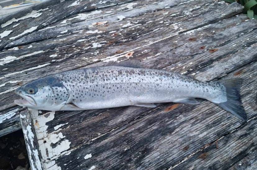 Ribar u Lokvi Rogoznici izvukao lososa od 2,2 kilograma: "Odmah sam ga poslao Institutu za oceanografiju i ribarstvo"