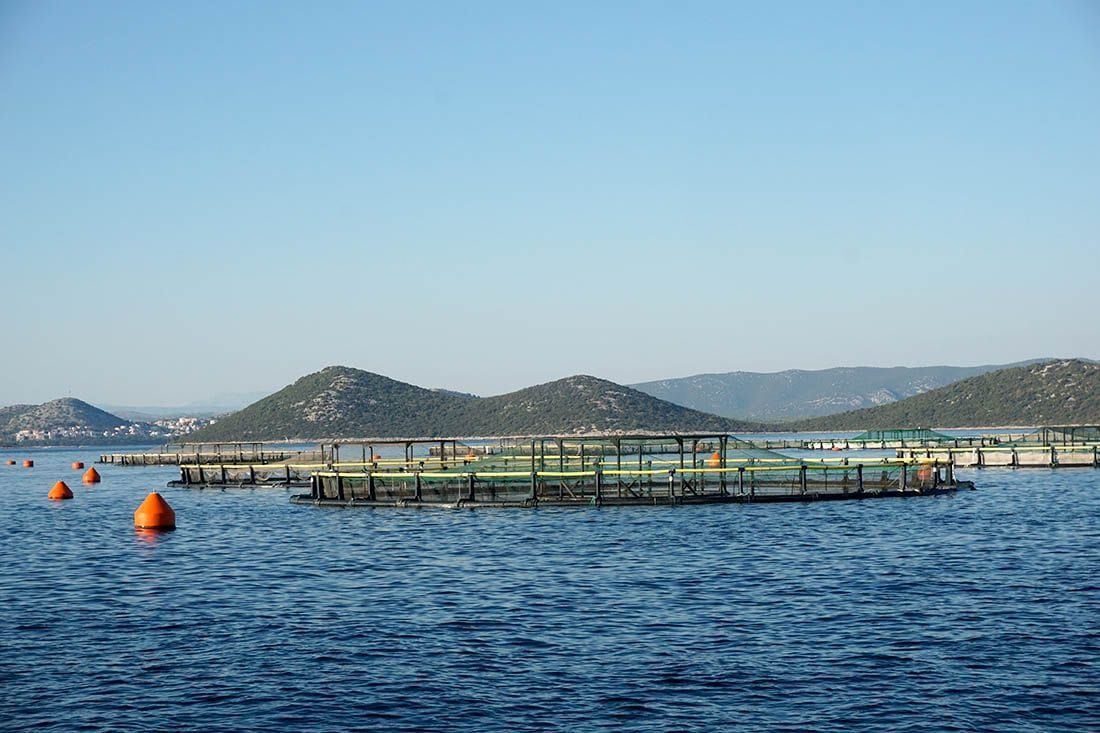 Počinju teći rokovi za predaju zahtjeva za državne potpore u ribarstvu i akvakulturi