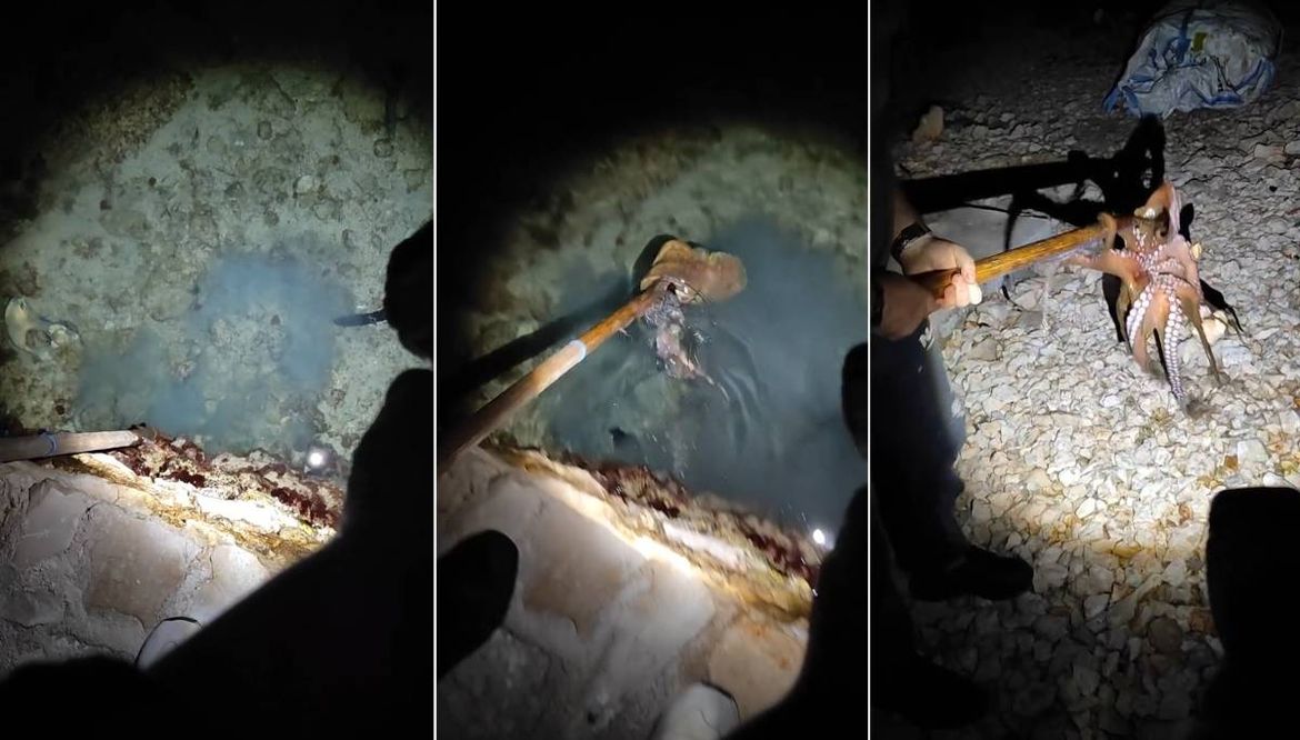 KRIVOLOV NA JADRANU Hobotnicu na otočiću kod Biograda omamio zabranjenom modrom galicom? Ovim se riskira zatvorska kazna od tri godine!