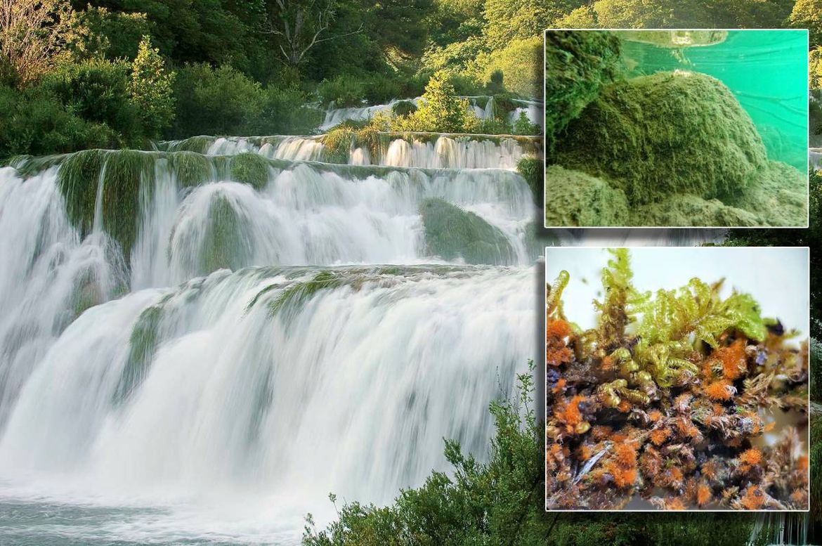 Ponovno otkriće kopnene alge na rijeci Krki nakon 130 godina!