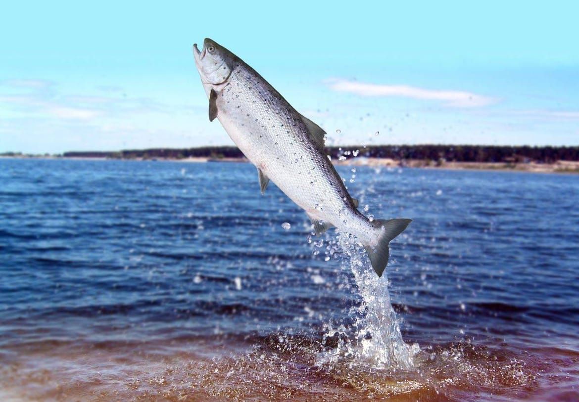 Uzgajalište iz kojeg su pobjegli lososi: "Nema brige, uzgajamo samo ženke". Institut za oceanografiju i ribarstvo: "Ulovljena muška jedinka"