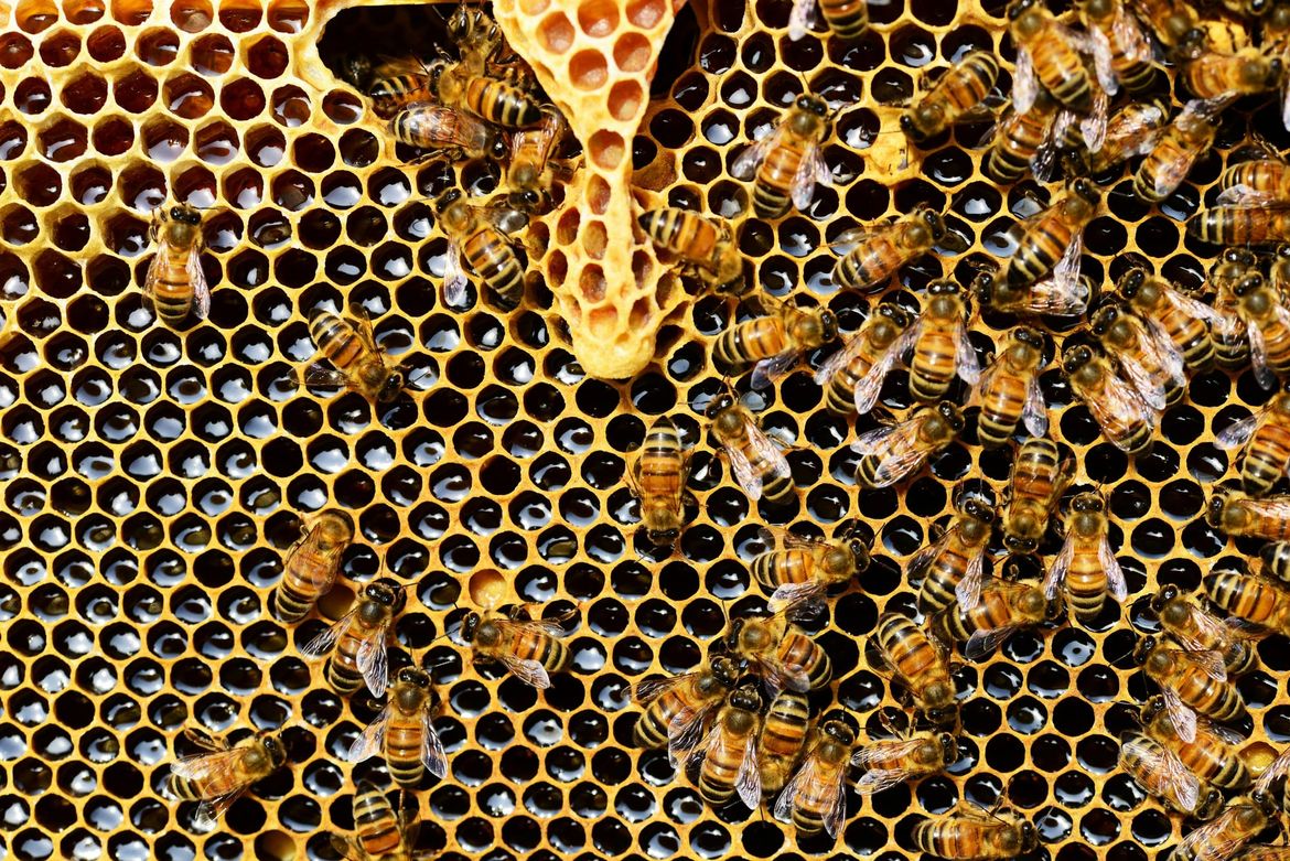 Vesela radionica za djecu i otvaranje hotela za pčele u Rijeci