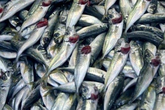 SNACK UZ KAPLJICU VINA Znate li što su osunčani inćuni i kako ih pripremiti?