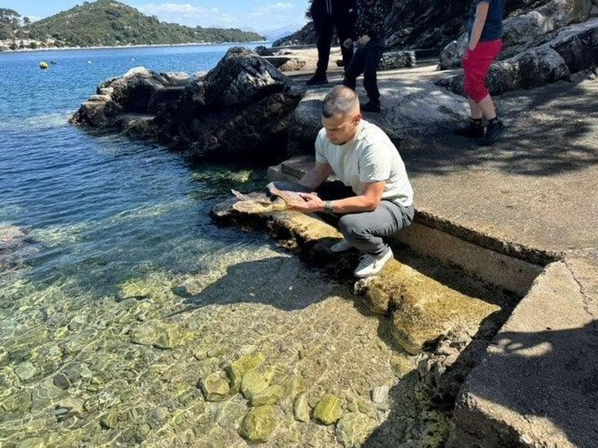 SREĆA Uspješno spašena mlada morska kornjača u NP Mljet: "Progutala udicu - Pomogli posada trajekta, veterinar..."