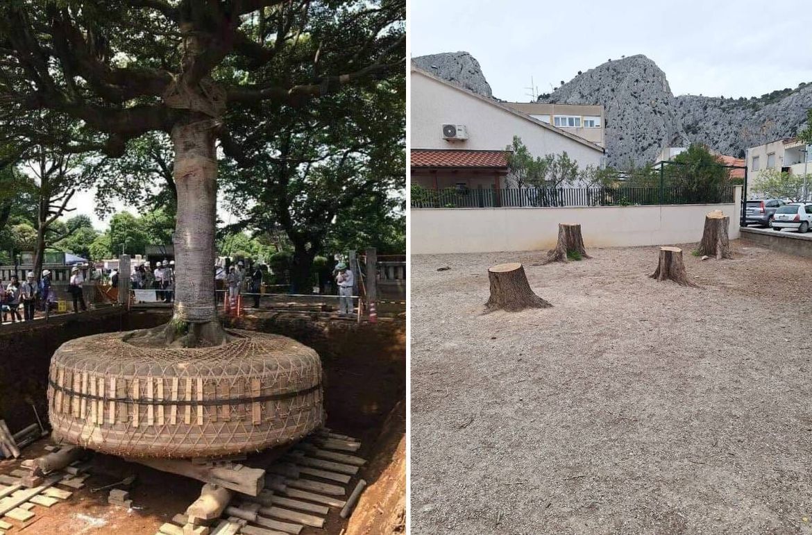 CIVILIZACIJSKO DNO Dok u Japanu stabla pri gradnji premještaju, u Dalmaciji se samo sječe: "Posici diko, jer triba ziđat!"