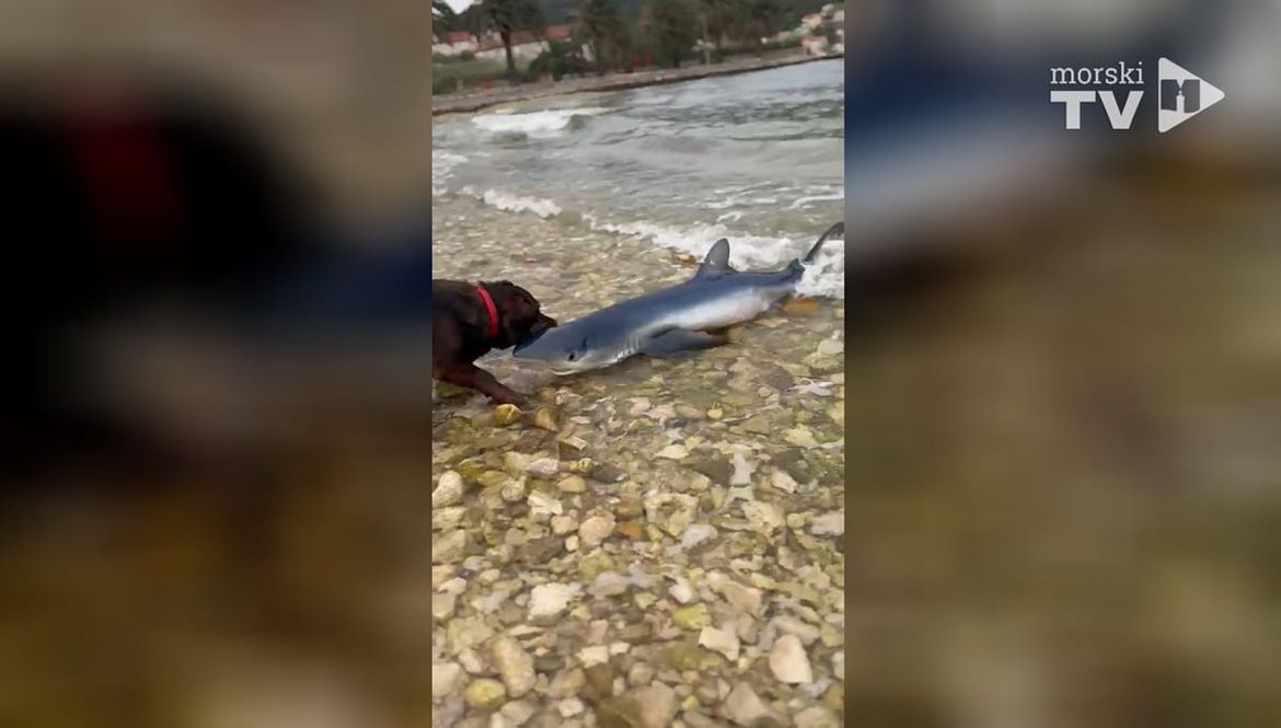 VIDEO Na pseću plažu na Visu nasukao se morski pas, a onda ga zgrabio - pas!