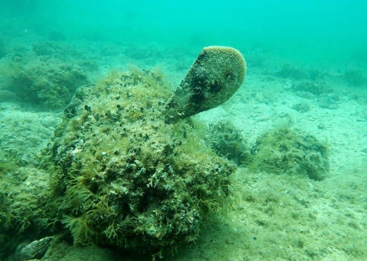 Sastanak partnera projekta "Očuvanje plemenite periske u Jadranskom moru" u Ninu okupio stručnjake iz cijelog Sredozemlja