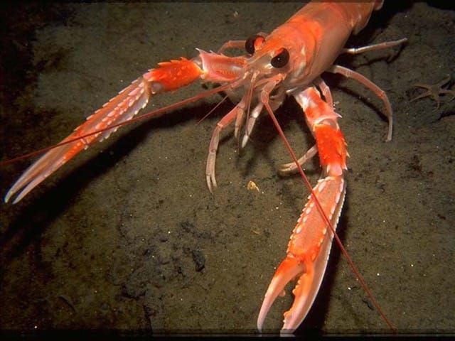 Neke od najvažnijih ovogodišnjih odluka Opće komisije za ribarstvo Sredozemlja (GFCM) usmjerene su na Jadransko more