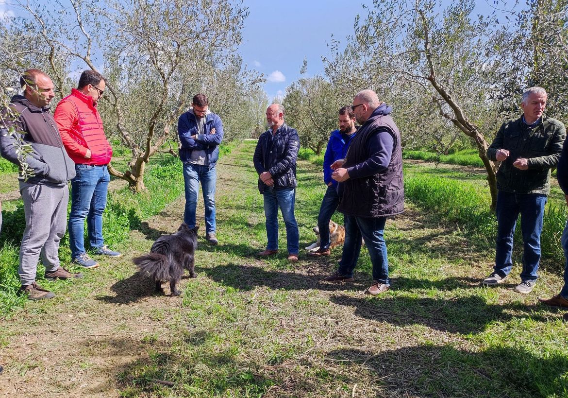 ZAMJENA PESTICIDA Novi pripravci još uvijek ne mogu potpuno nadomjestiti bakar u maslinicima