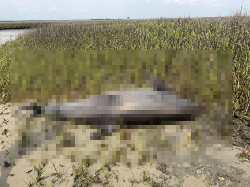 MONSTRUOZNO DJELO Nudi se novčani iznos onom tko dostavi informaciju: "Netko je dupinu odrubio glavu!"