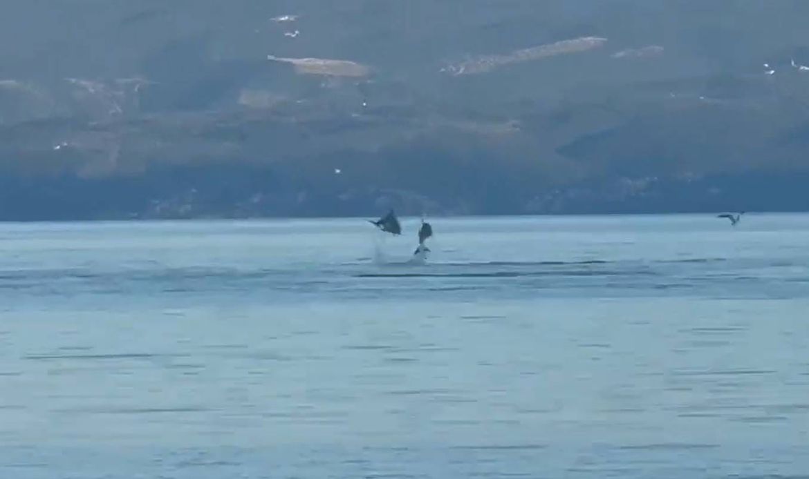 VIDEO Jato dupina izvodilo "akrobacije" pred Stobrečom - izazvali su pravo oduševljenje!