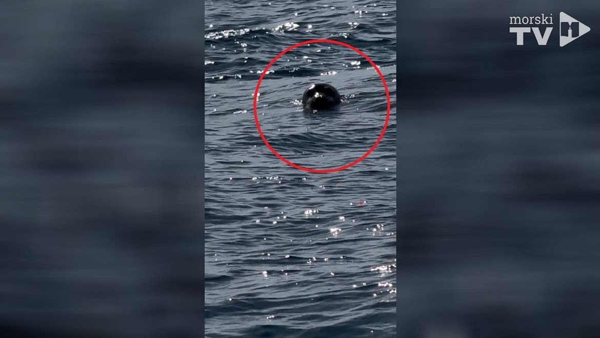 VIDEO Najrjeđi morski sisavac opet viđen u Jadranu!