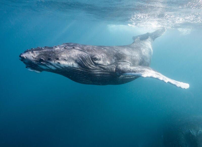 Hrvatska ratificirala Sporazum o svjetskim morima. Greenpeace: "Pozdravljamo odluku!"