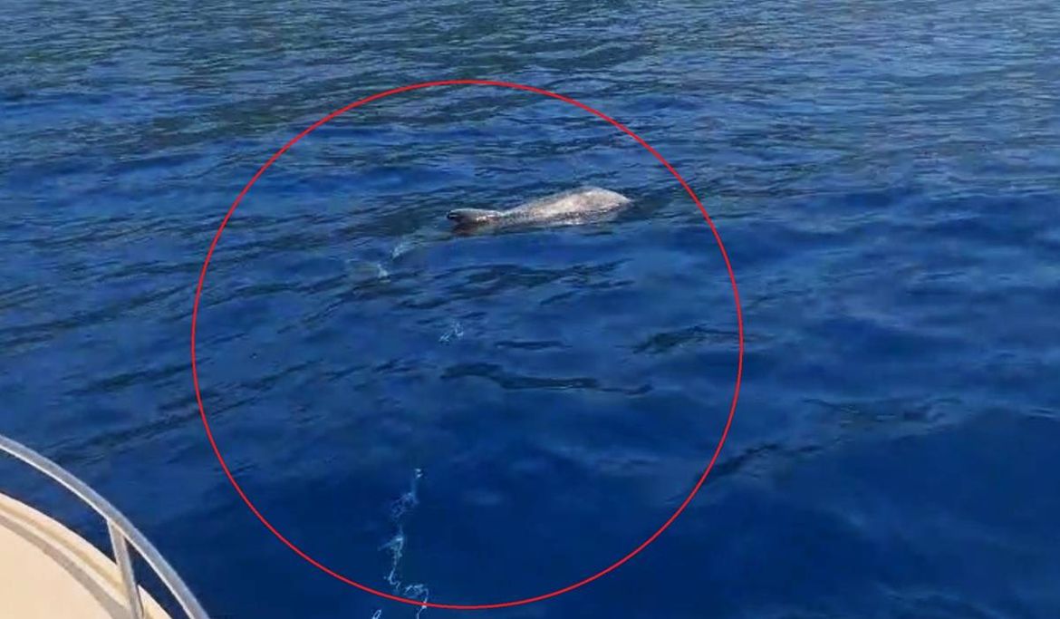 VIDEO Mladi dupin u makarskom primorju traži pomoć: "Zapleo se u komad mriže i konopa..."