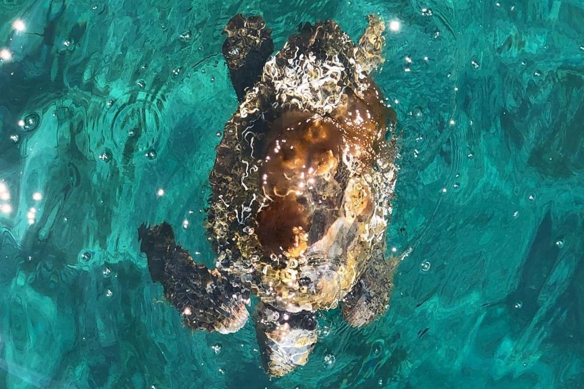 Glavata želva Ivana s Lastova putuje na oporavak u Mali Lošinj