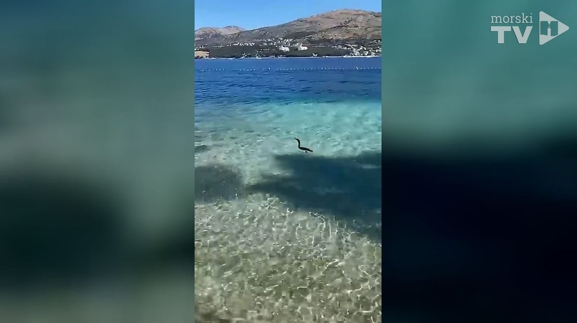 VIDEO Podmorska koreografija gnjurca i jata gavuna na Čiovu