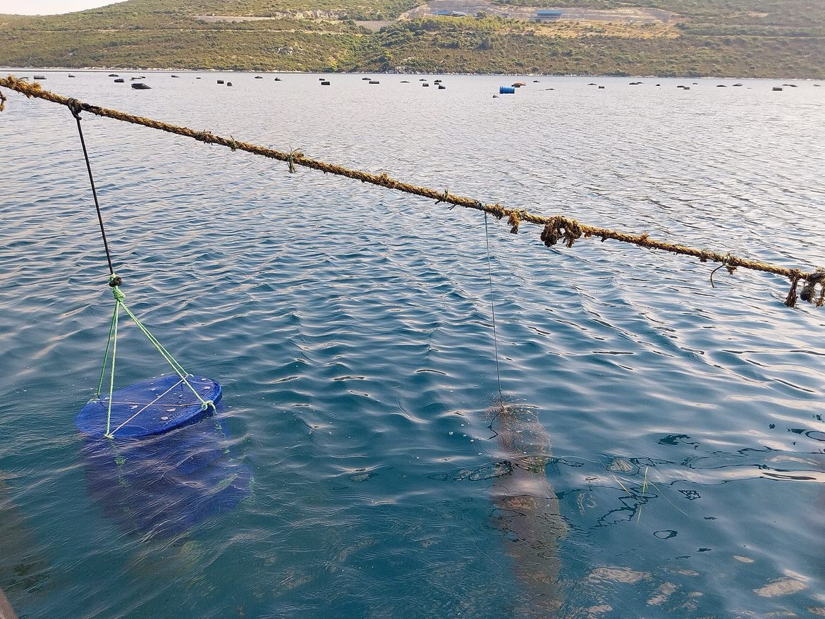 ODRŽIVA AKVAKULTURA Pilot projekt uzgoja školjki i algi u Malostonskom zaljevu
