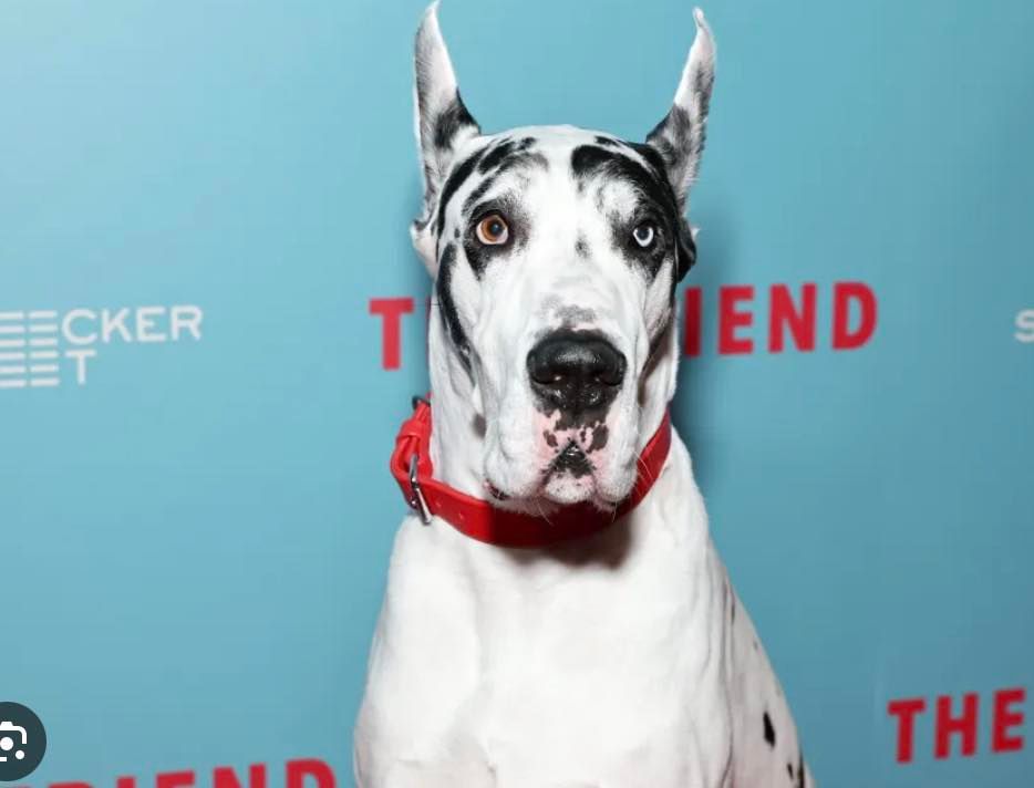 Doge na crvenom tepihu filmskog festivala u Šibeniku