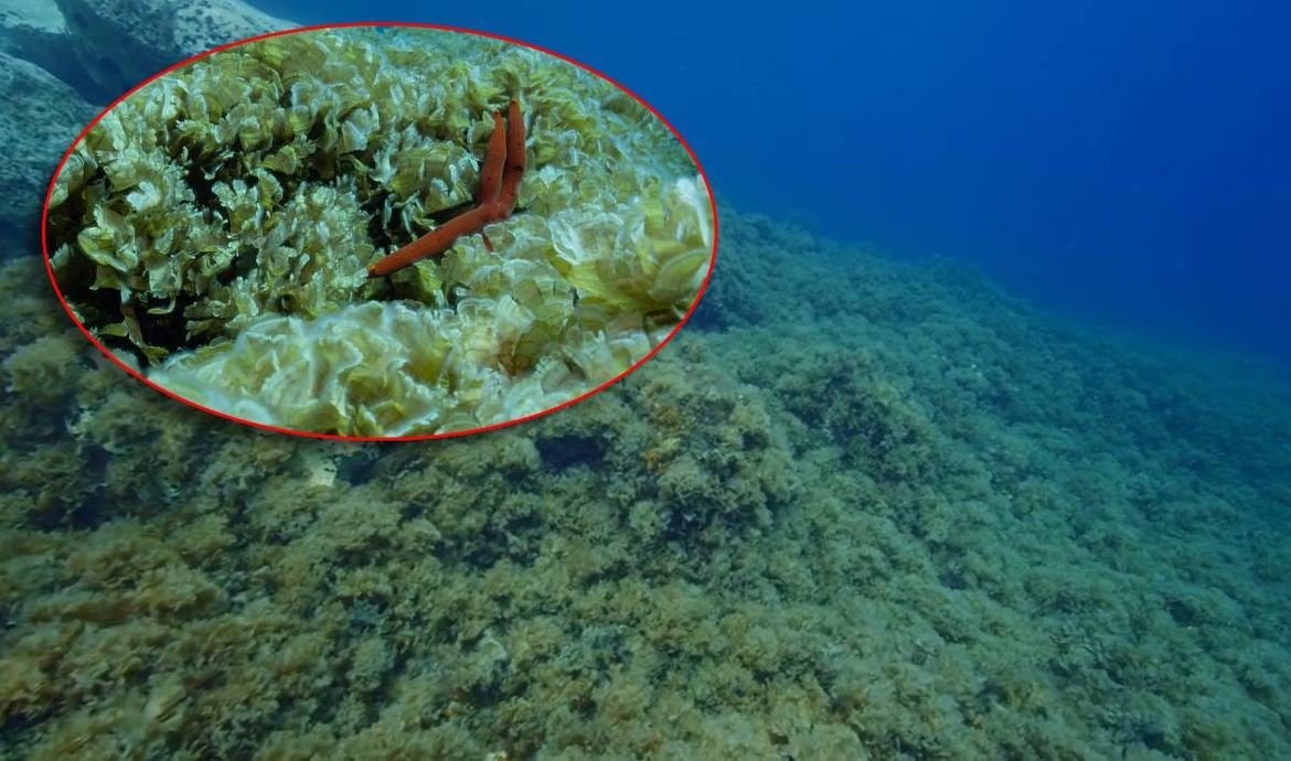 Institut za oceanografiju: "Kolaps biološke raznolikosti podmorja kod Komiže - Nemoćni smo!"