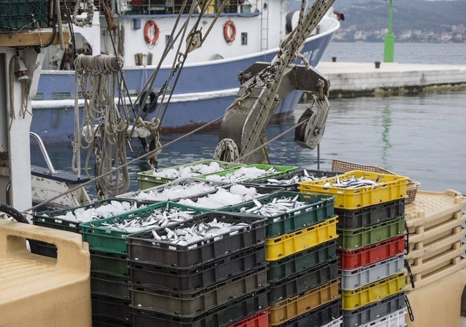 TALIJANI UPOZORAVAJU Srdele i inćuni sele na sjever u potrazi za hladnijim morem