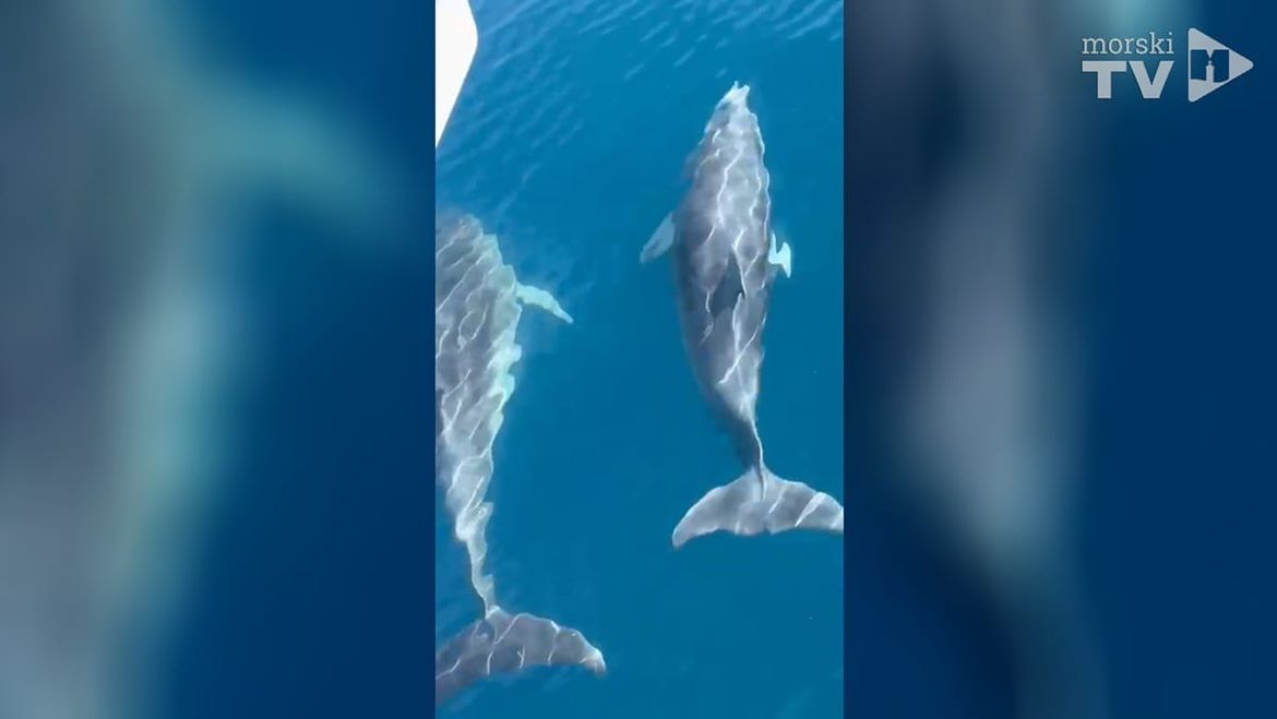 VIDEO Dupini u splitskom Spinutu