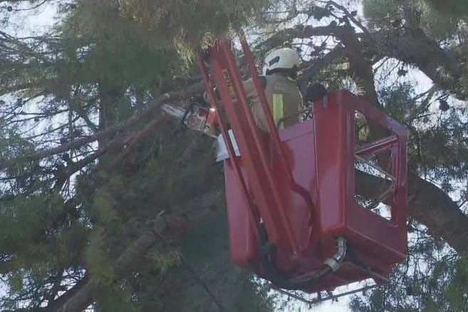 U Splitu je uklonjeno 150 tona zelenog otpada