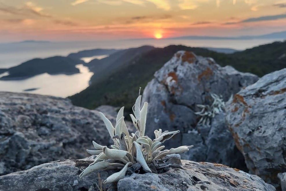 Dječji festival Mali otok Mljet