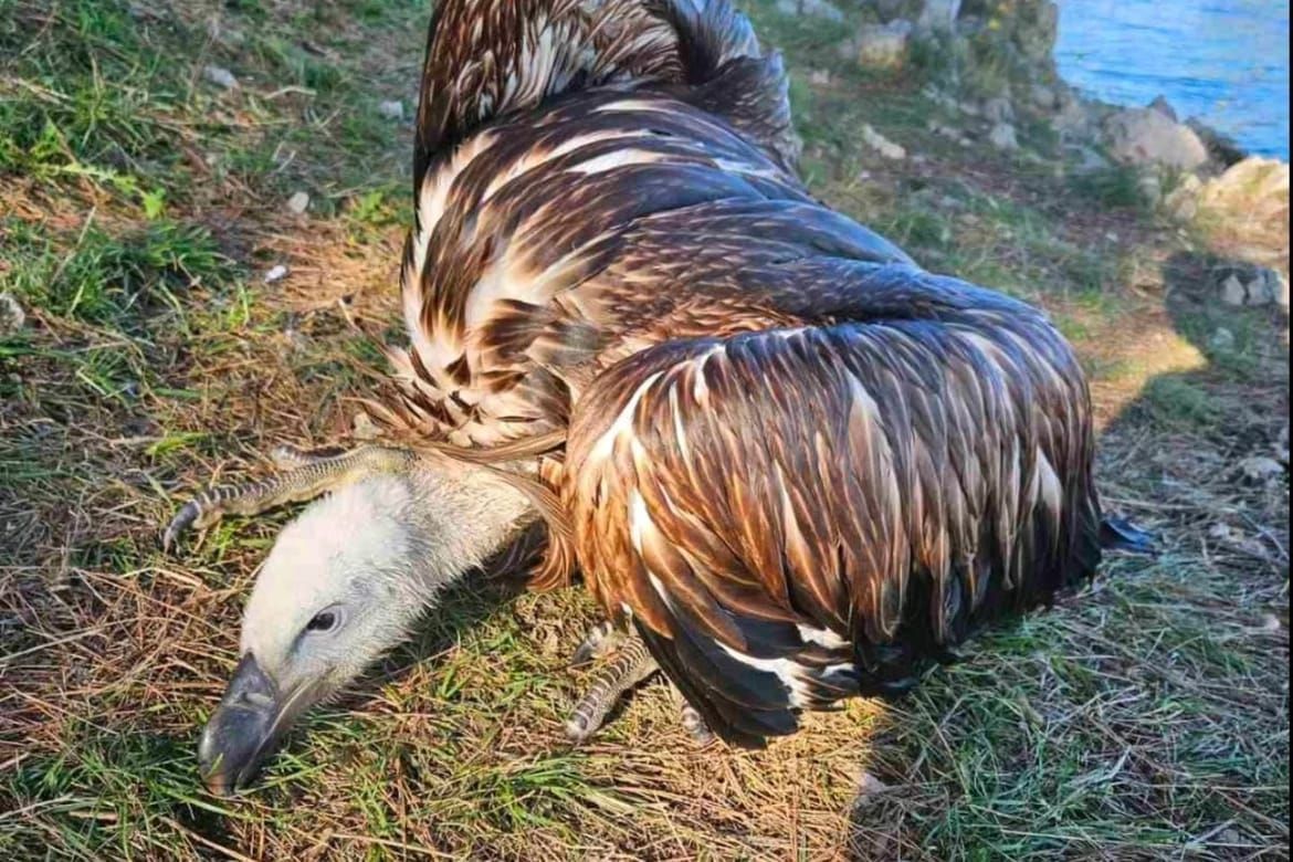 Pomozimo kvarnerskim bjeloglavim supovima koji ljeti nerijetko završe u moru!