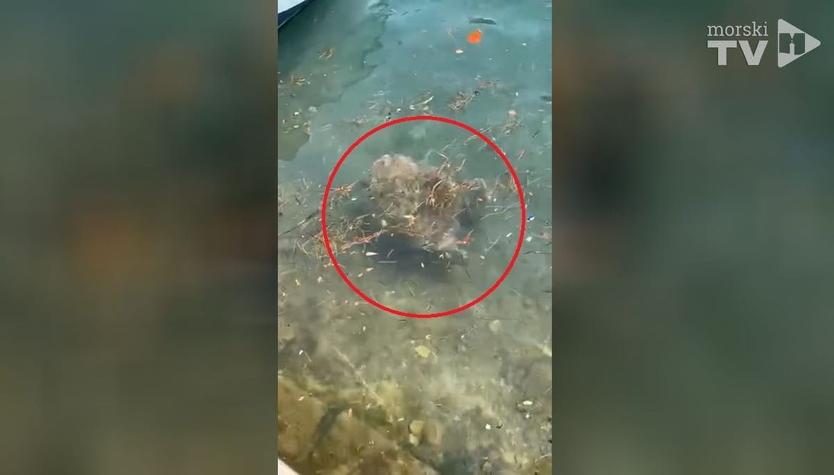 "Jeste li znali Marčelinu?" Pogledajte morsku kornjaču kako se hrani u neumskom zaljevu