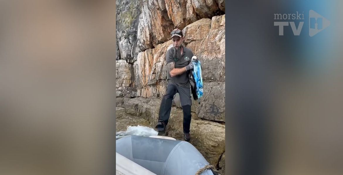 Kraj Cresa spašen još jedan bjeloglavi sup koji je pao u more