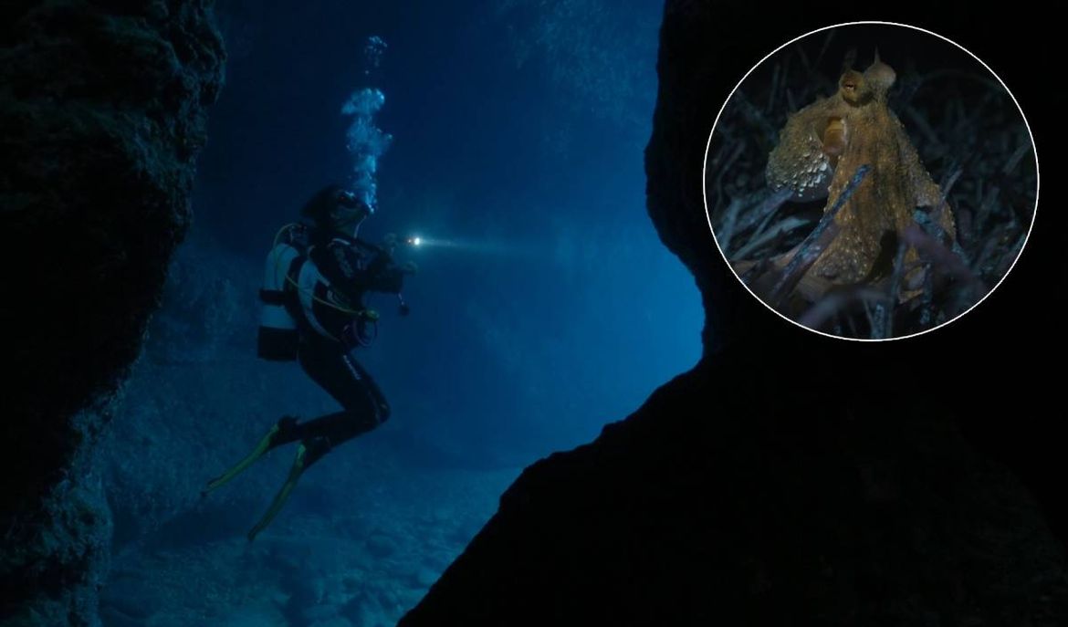 VIDEO Hrvatski David Attenborough! Fantastičan video podmorja Dugog otoka u režiji zadarskog snimatelja