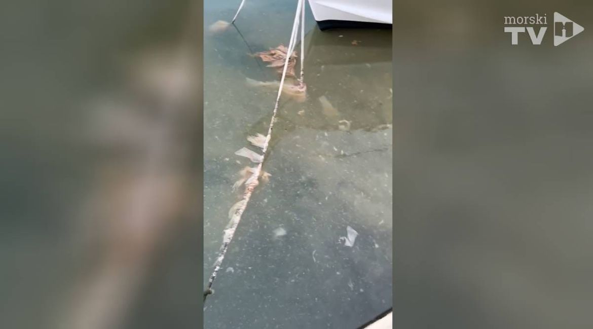 Saga o govnima u trogirskoj Foši 3 - Gradski vijećnik gradonačelniku: "Ovo vam je  snimka od sinoć!"