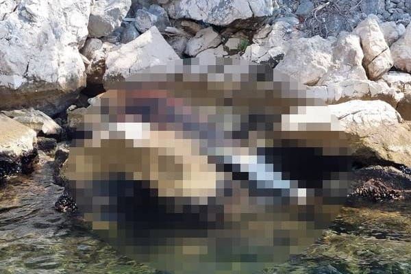 Uginuli dupin rastužio susjede: "Bio je atrakcija"