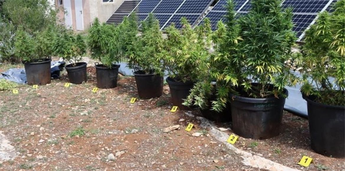 Na području Hvara pronađene stabljike indijske konoplje i marihuana - opet