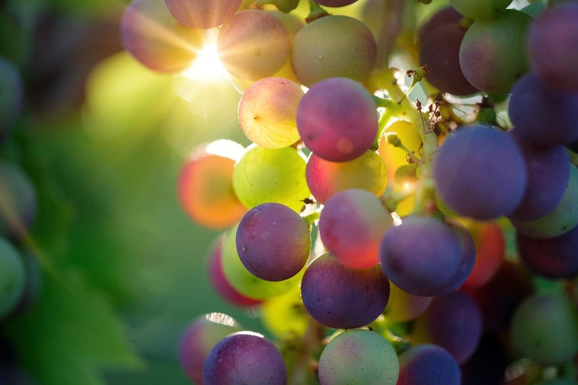 SABATINA 2025.Međunarodni susret vinogradara i vinara u Bolu - evo do kada možete dostaviti svoja vina!