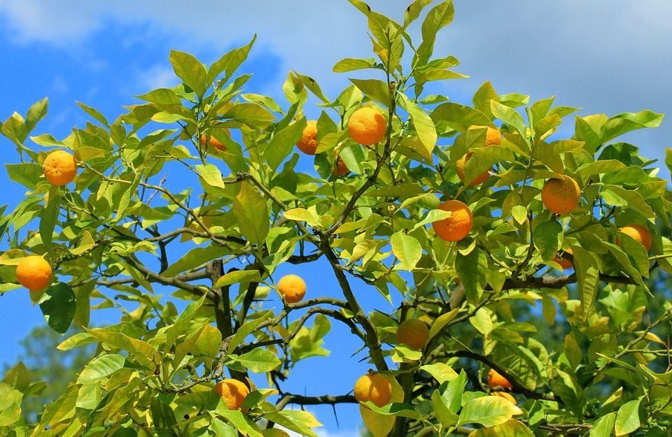 BOGAT UROD Tisuće tona mandarina, ali ih nema tko brati!