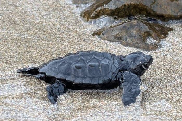 Jedna od glavatih želvi iz gnijezda na Korčuli pronađena mrtva