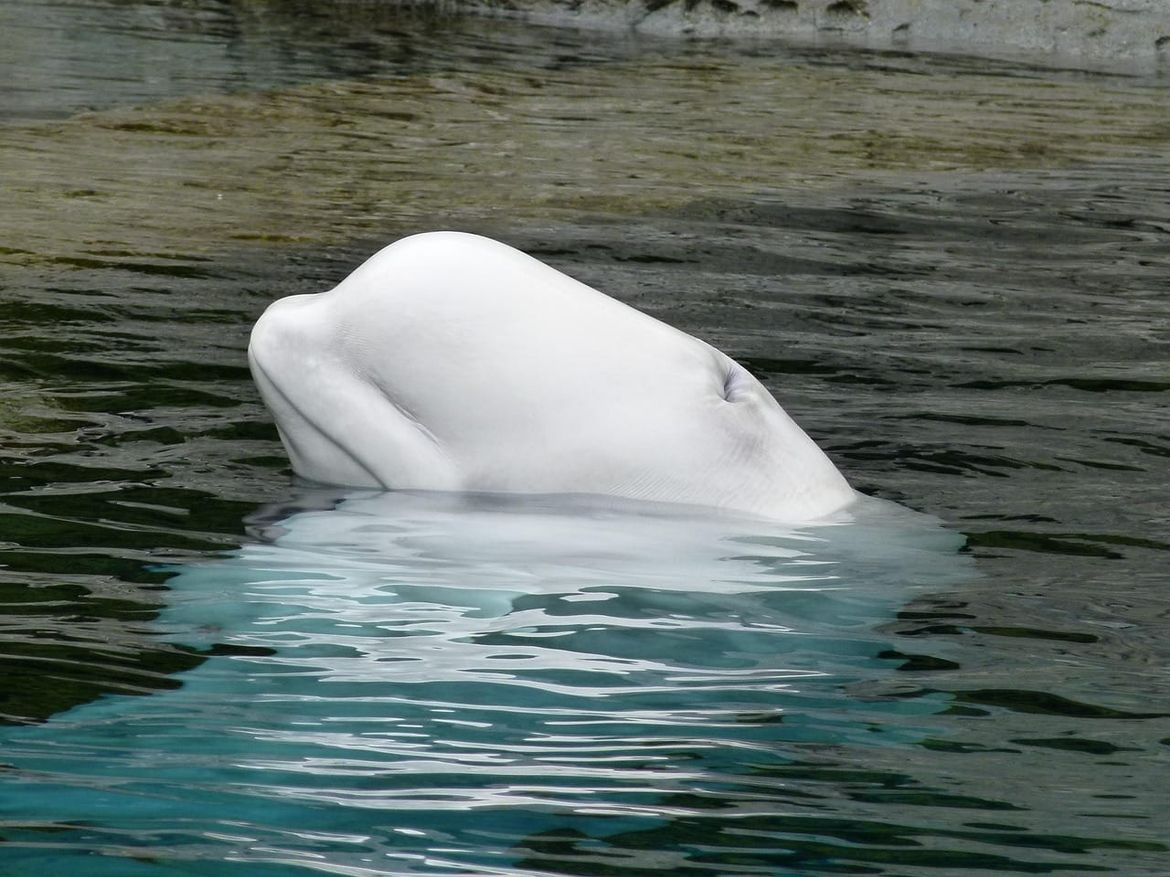 Kanadski park prijeti ubijanjem trideset beluga kitova: "Ako Vlada ne pristane na naše uvjete...!"