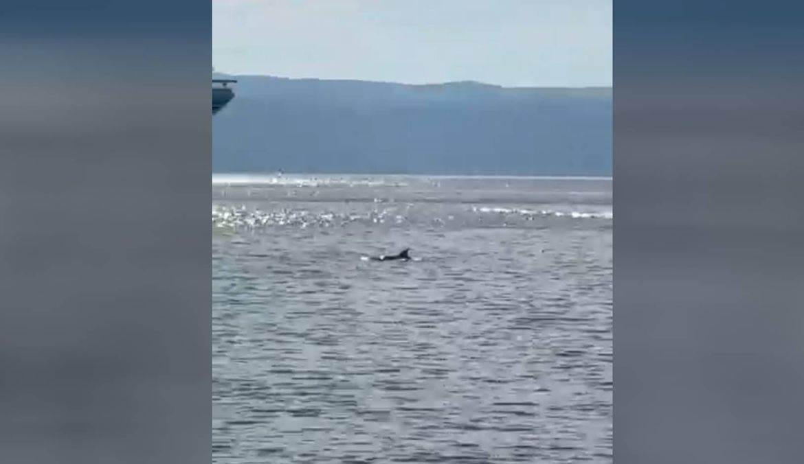 VIDEO Dupin opet snimljen u splitskoj luci