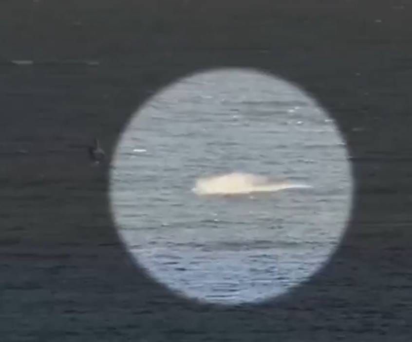VIDEO Australskog surfera napao morski pas: "Mislio sam da je gotovo!"