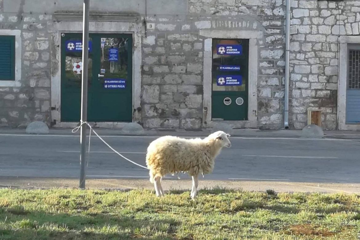 Dok traje jutarnja kava u Starom Gradu, ona čeka...
